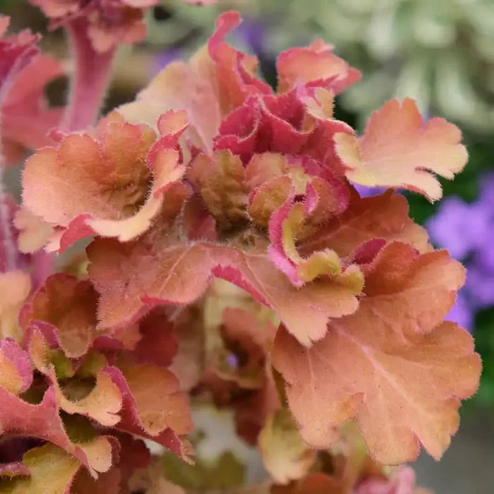 Frilly Coral Bells