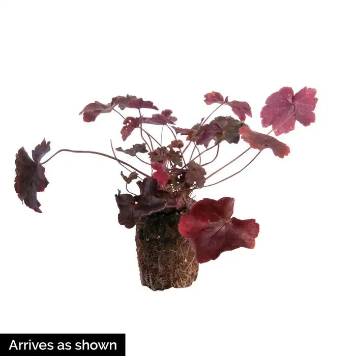 Frilly Coral Bells