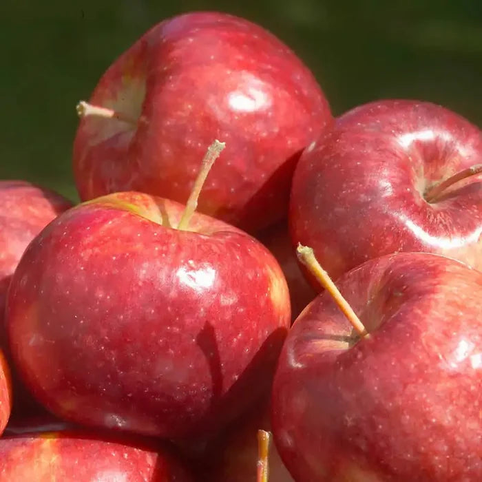 Apples