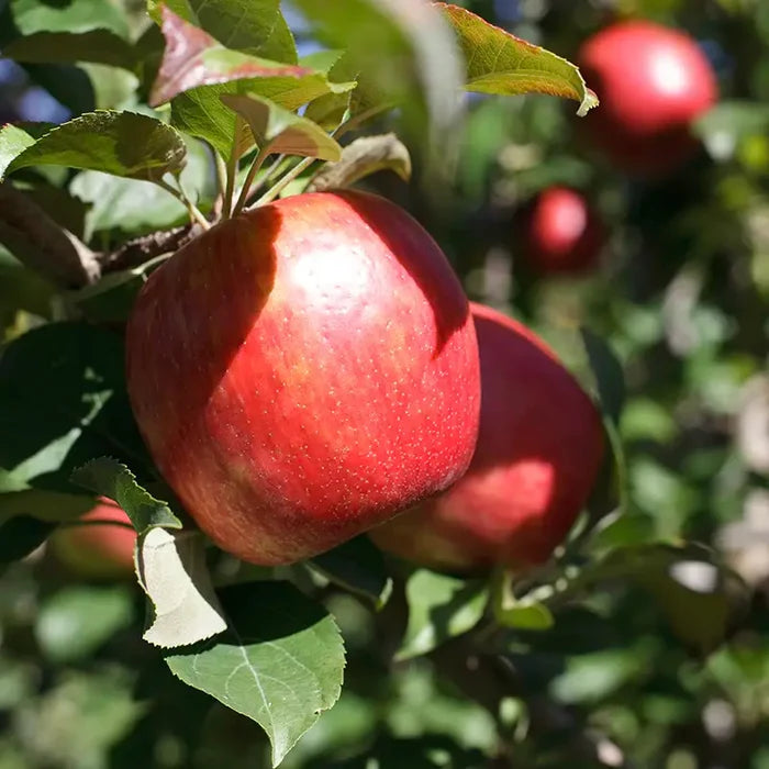 Gala Apple Tree