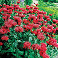 Gardenview Scarlet Bee Balm