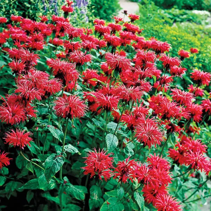Gardenview Scarlet Bee Balm