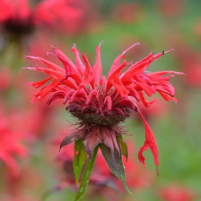 Gardenview Scarlet Bee Balm