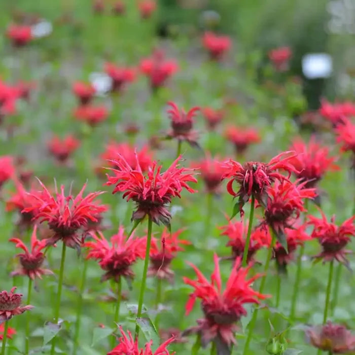 Gardenview Scarlet Bee Balm