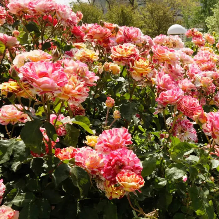 George Burns Floribunda Rose