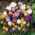 Giant Crocus for Naturalizing