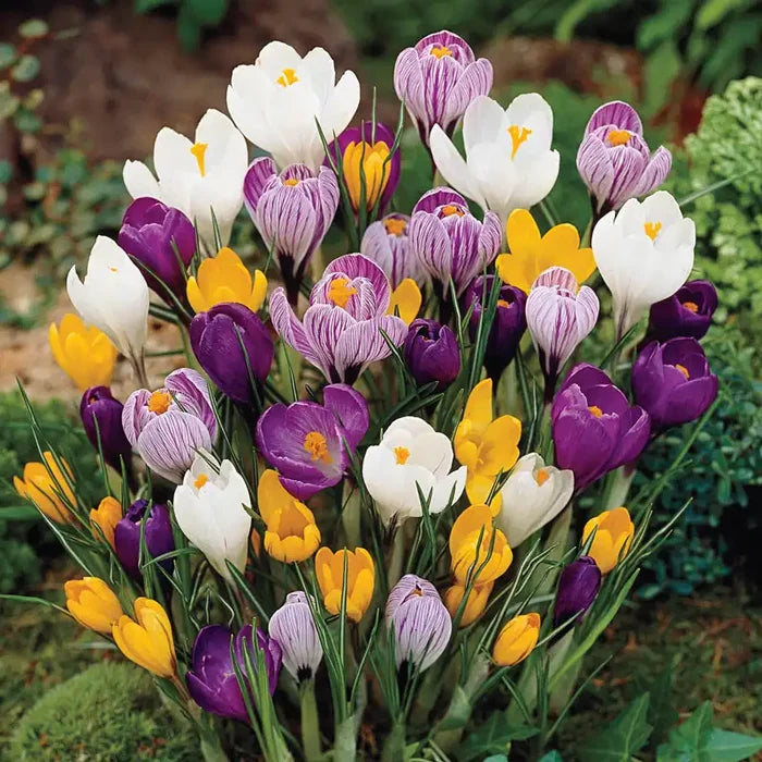 Giant Crocus for Naturalizing