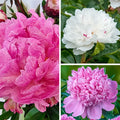 Giant Perfumed Petals Collection