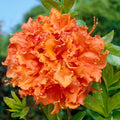 Gibraltar Azalea