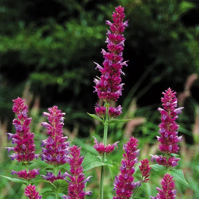 Globetrotter Hummingbird Mint