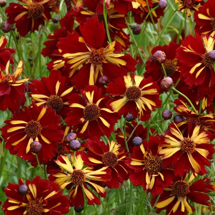 Golden Roulette Coreopsis