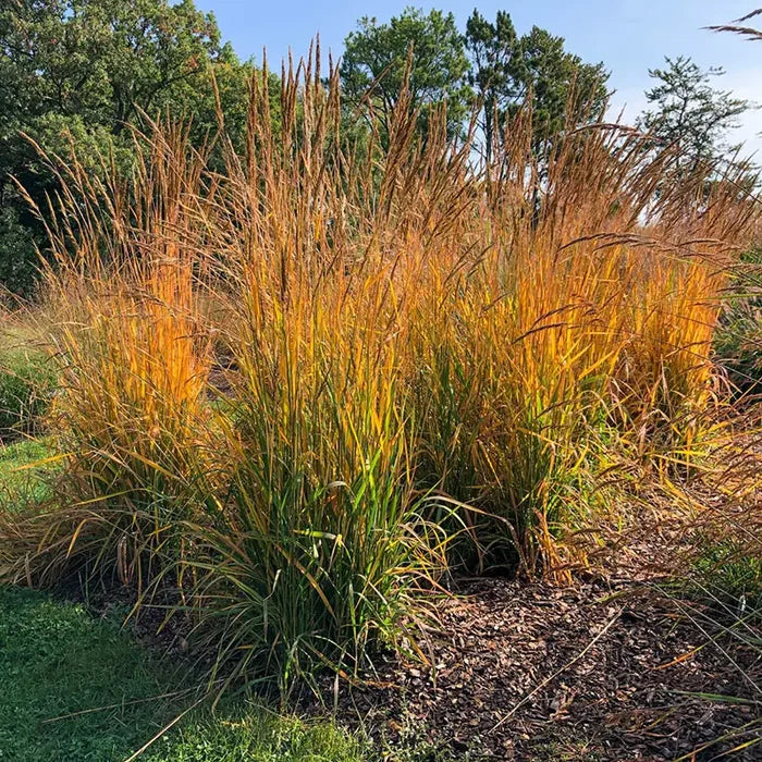 Golden Sunset™ Yellow Prairie Grass