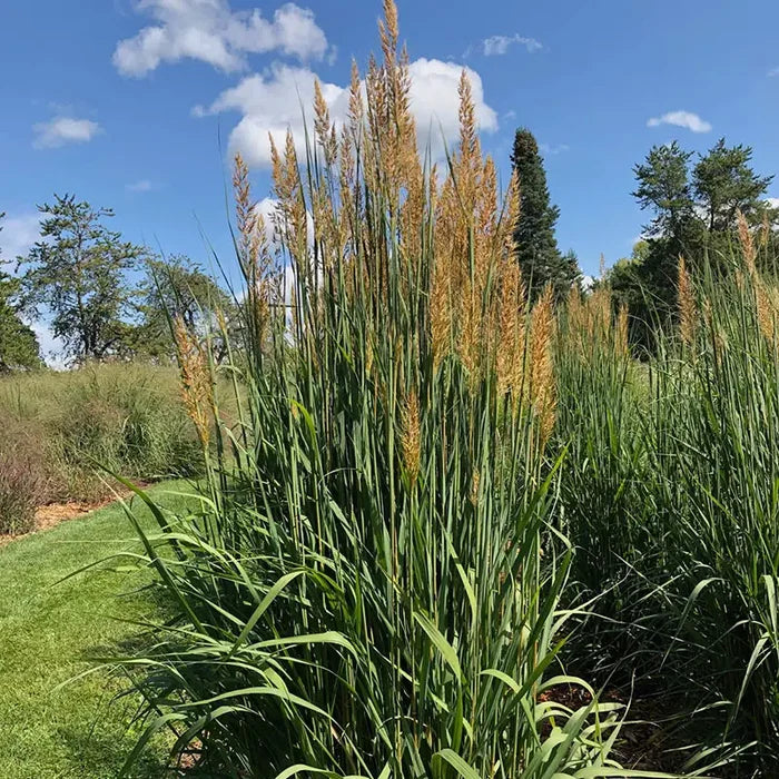 Golden Sunset™ Yellow Prairie Grass