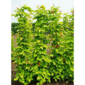 Golden Sunshine Runner Bean Seed