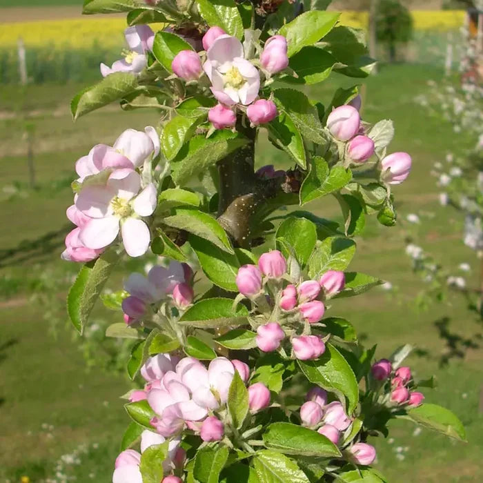 Golden Treat™ Fruit Snacks™ Apple Tree