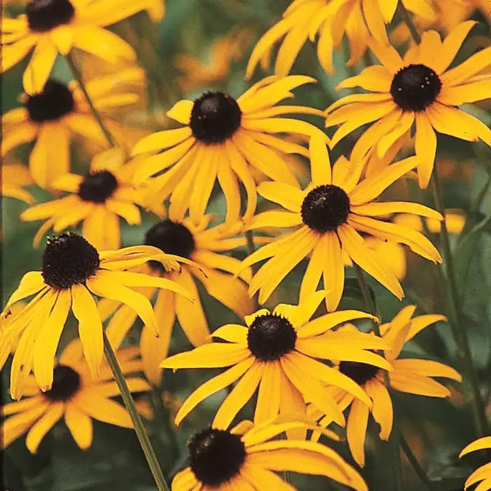 Goldsturm Rudbeckia