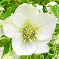 Great White Hellebore