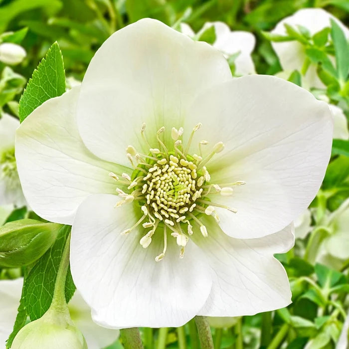 Great White Hellebore
