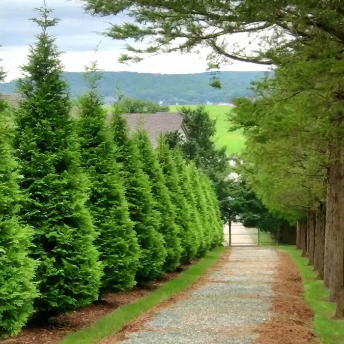 Green Giant Arborvitae