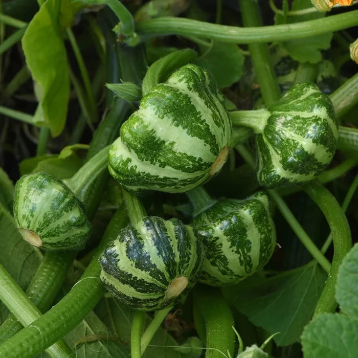 Green Lightning Summer Squash