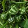Green Lightning Summer Squash