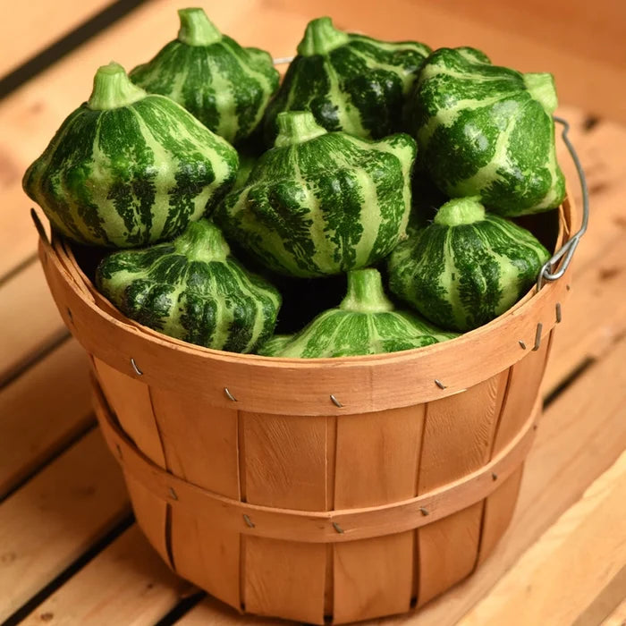 Green Lightning Summer Squash