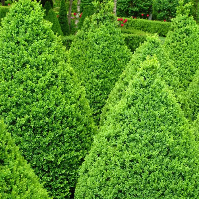 Green Mountain Boxwood Bundle