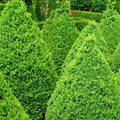Green Mountain Boxwood Bundle
