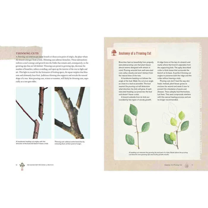 Grow a Little Fruit Tree