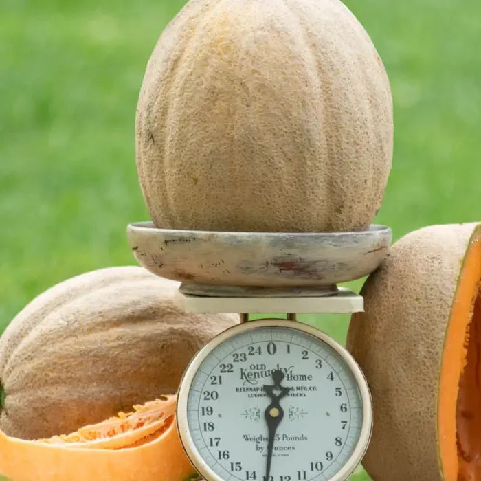 Gurney's® Giant Improved Hybrid Cantaloupe Seed