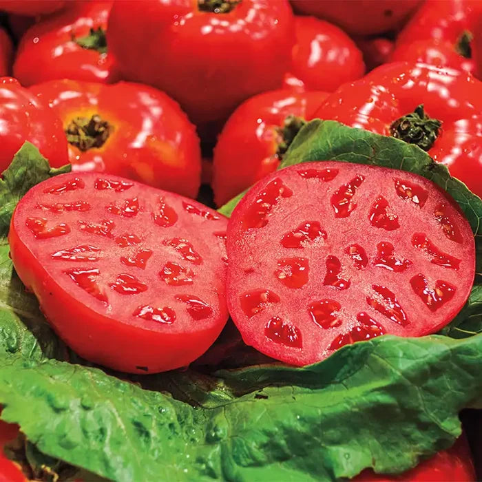Gurneys Ruby Monster Hybrid Tomato
