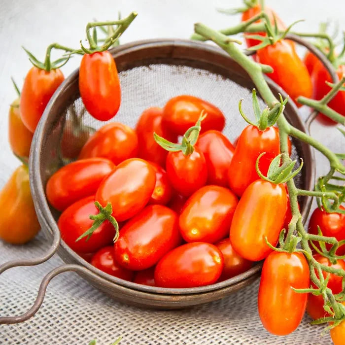 Gurney's Sugar Slinger Grape Tomato