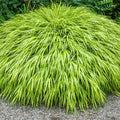 Hakonechloa Aureola