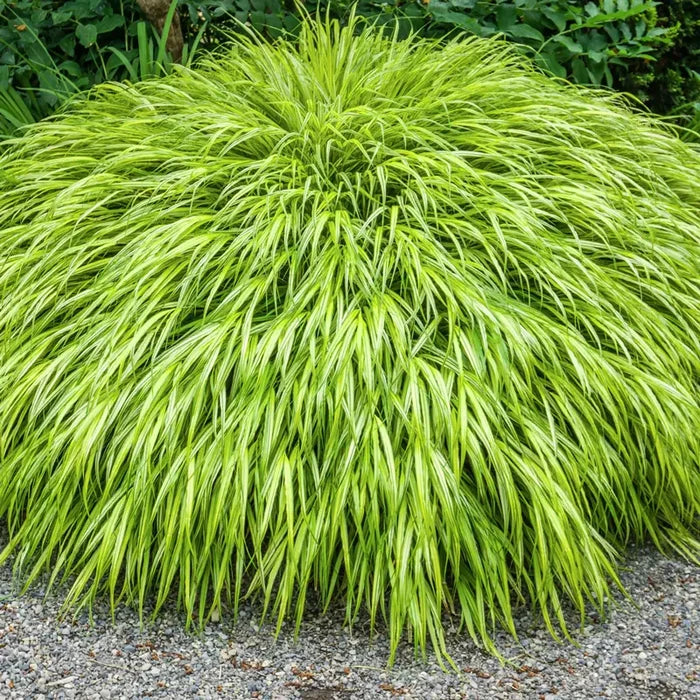 Hakonechloa Aureola