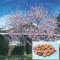 Hall's Hardy Almond Tree