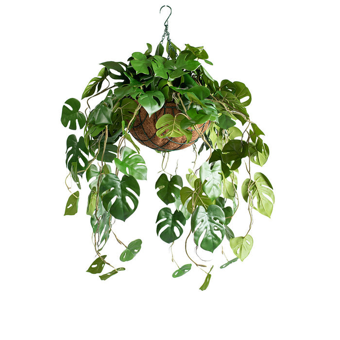 Hanging Basket M with Monstera RT 85cm