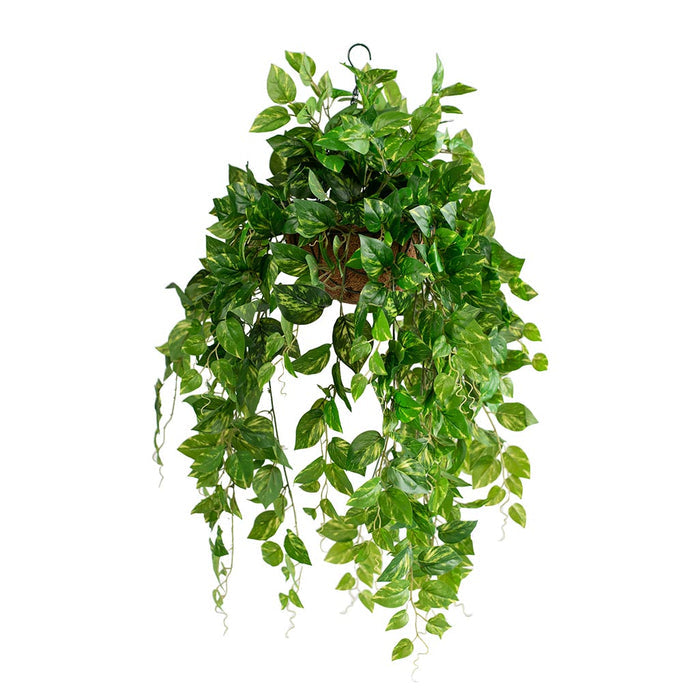 Hanging Basket S with Pothos 92cm X2
