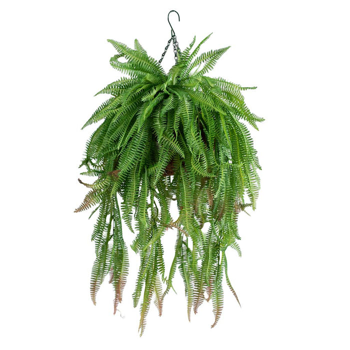 Hanging Basket with Boston Fern (S)