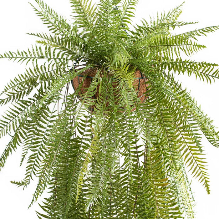 Hanging Basket with Fern (S)