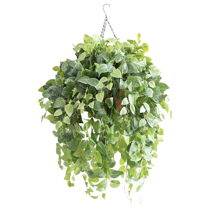 Hanging Basket with Fittonia (L) - 90cm