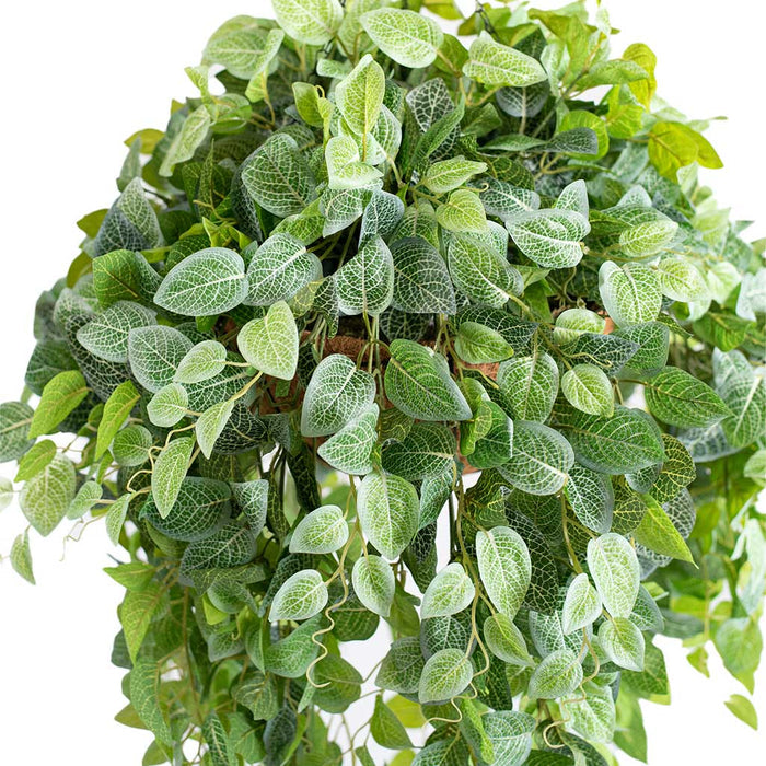 Hanging Basket with Fittonia (L) - 90cm