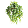 Hanging Basket with Fittonia (M) - 80cm