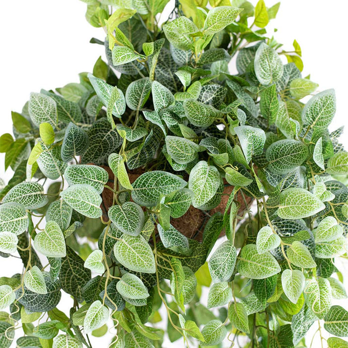 Hanging Basket with Fittonia (M) - 80cm