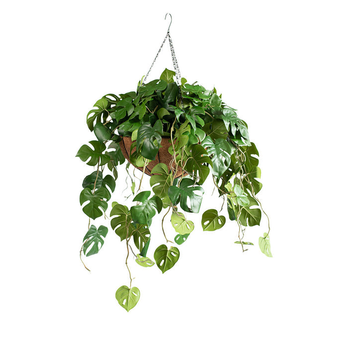 Hanging Basket with Monstera RT (L) 85cm