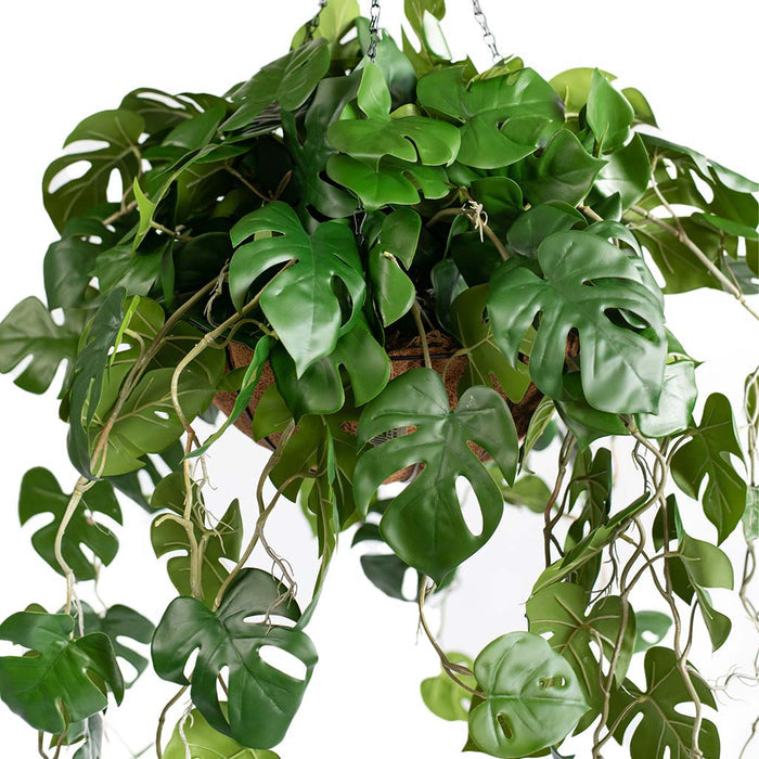 Hanging Basket with Monstera RT (L) 85cm