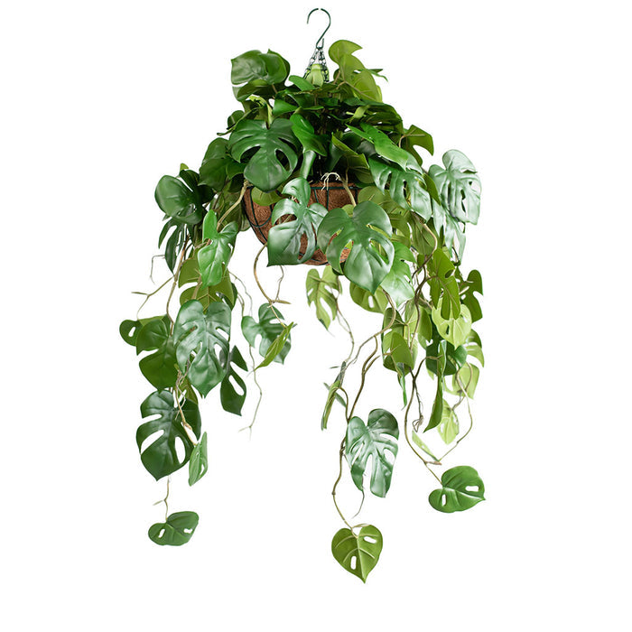 Hanging Basket with Monstera RT (S) 85cm
