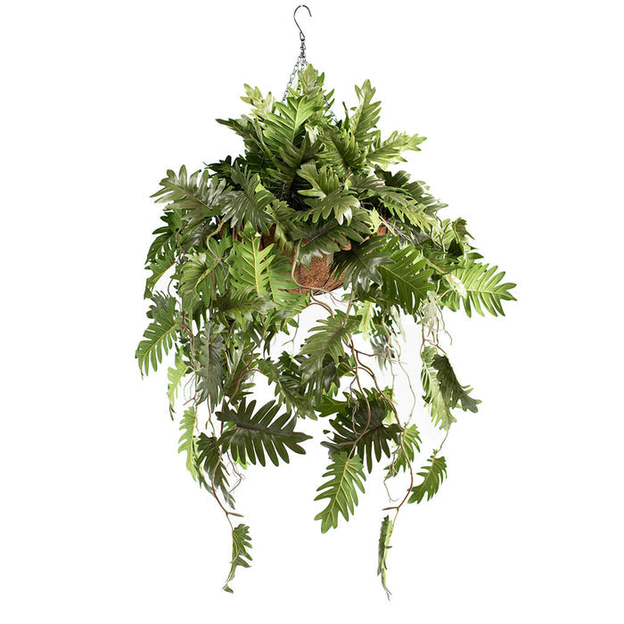 Hanging Basket with Philodendron (L) 90cm