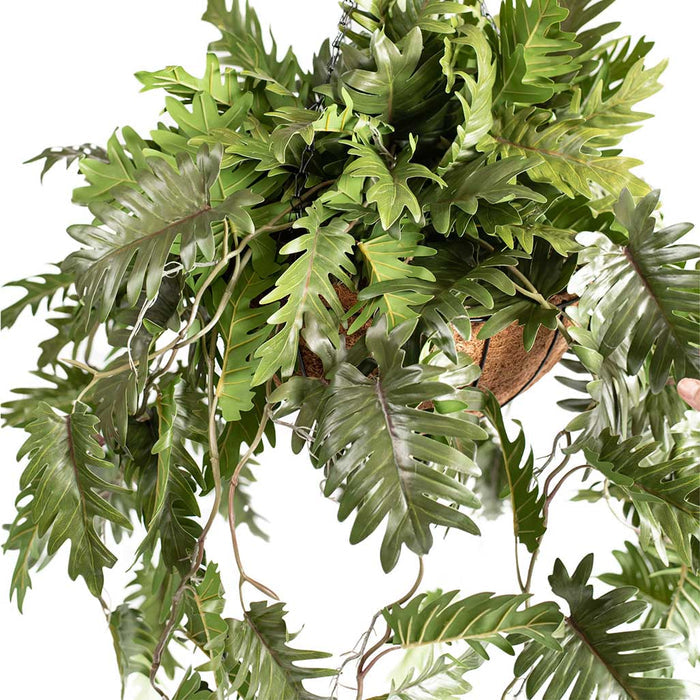 Hanging Basket with Philodendron (L) 90cm