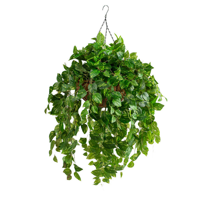 Hanging Basket with Pothos (L) 92cm