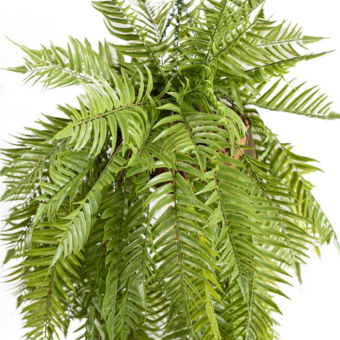 Hanging Basket with Sword Fern (M) 120cm
